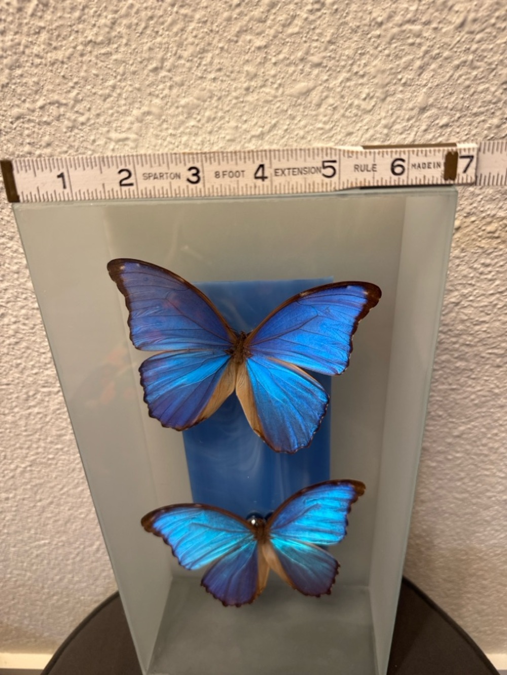 Vintage Morpho Butterfly Shadow Box Art Glass Case Nature Decor - Picture 7 of 8
